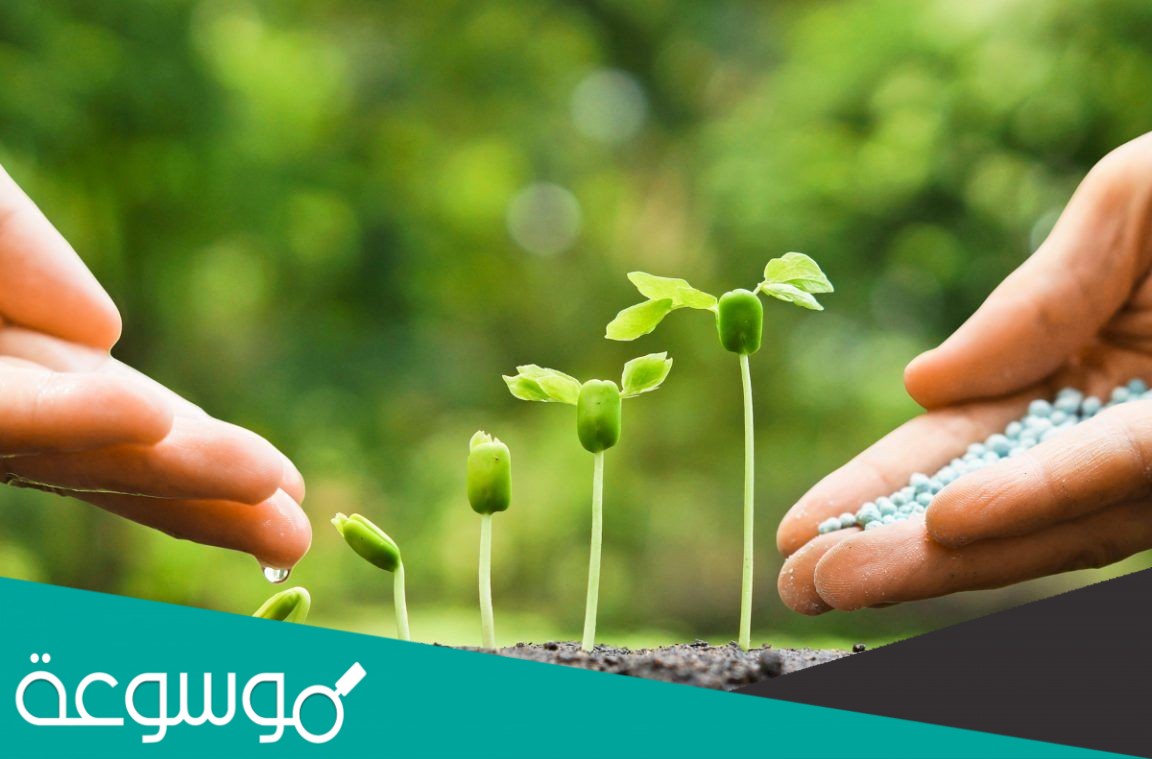 من خصائص النباتات المعراة البذور؟