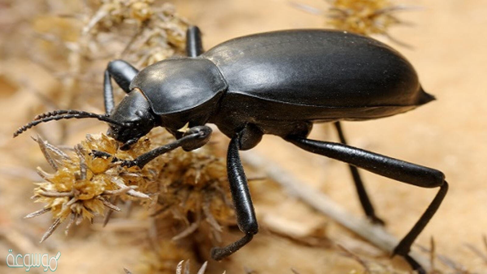 تفسير رؤيا الخنفساء