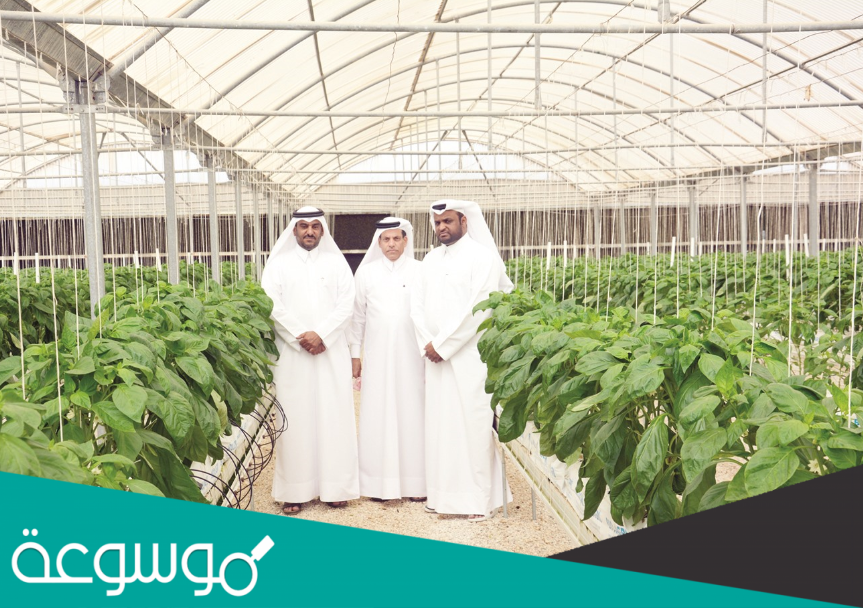 حققت المملكة العربية السعودية بشكل خاص الاكتفاء الذاتي من انتاج ؟