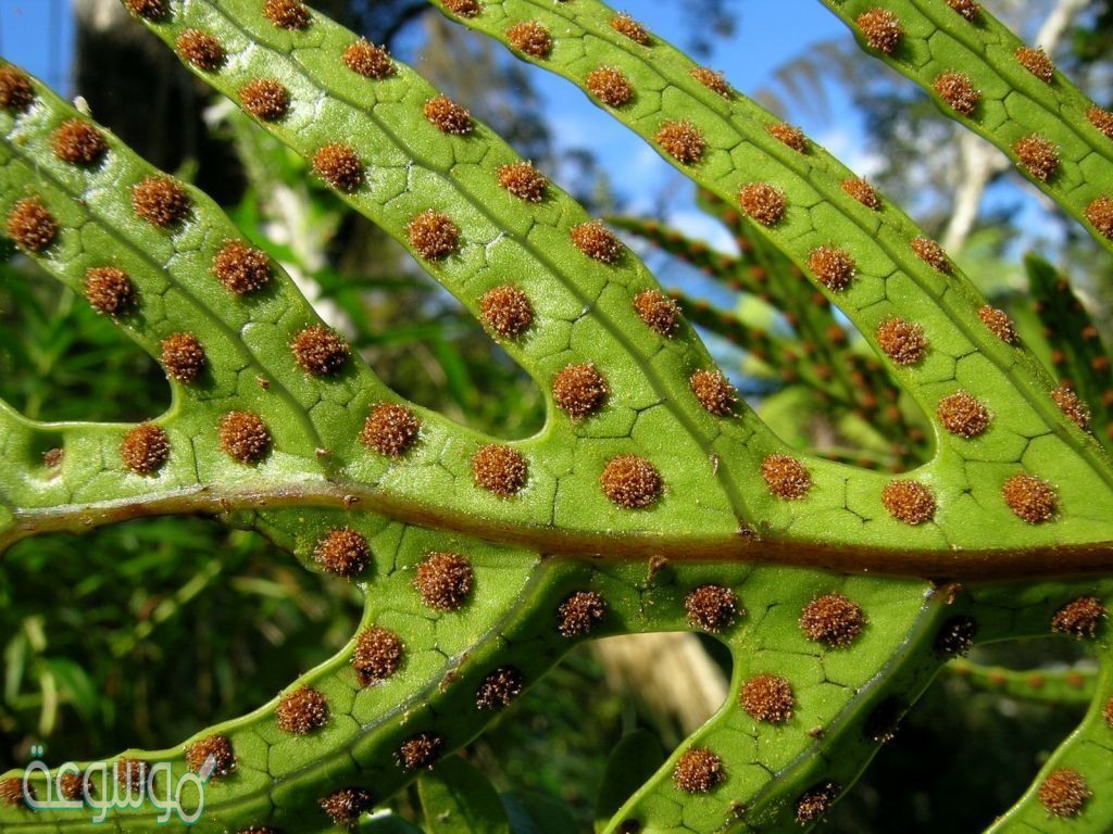 خلايا النبات التي يمكنها ان تنمو فتصبح نباتا جديدا كاملا