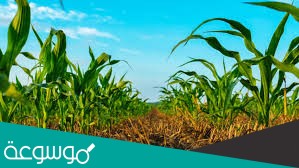 النظام البيئي