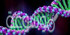 عدد السلاسل في الحمض النووي dna