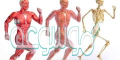 تتصل العضلات بالعظام عن طريق