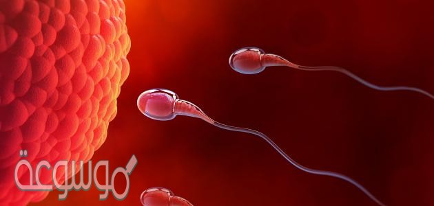عمليه الاخصاب