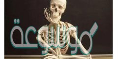 عند مشي الإنسان، يمكن اعتبار المفاصل المتحركة بين العظام هي مصدر القوة