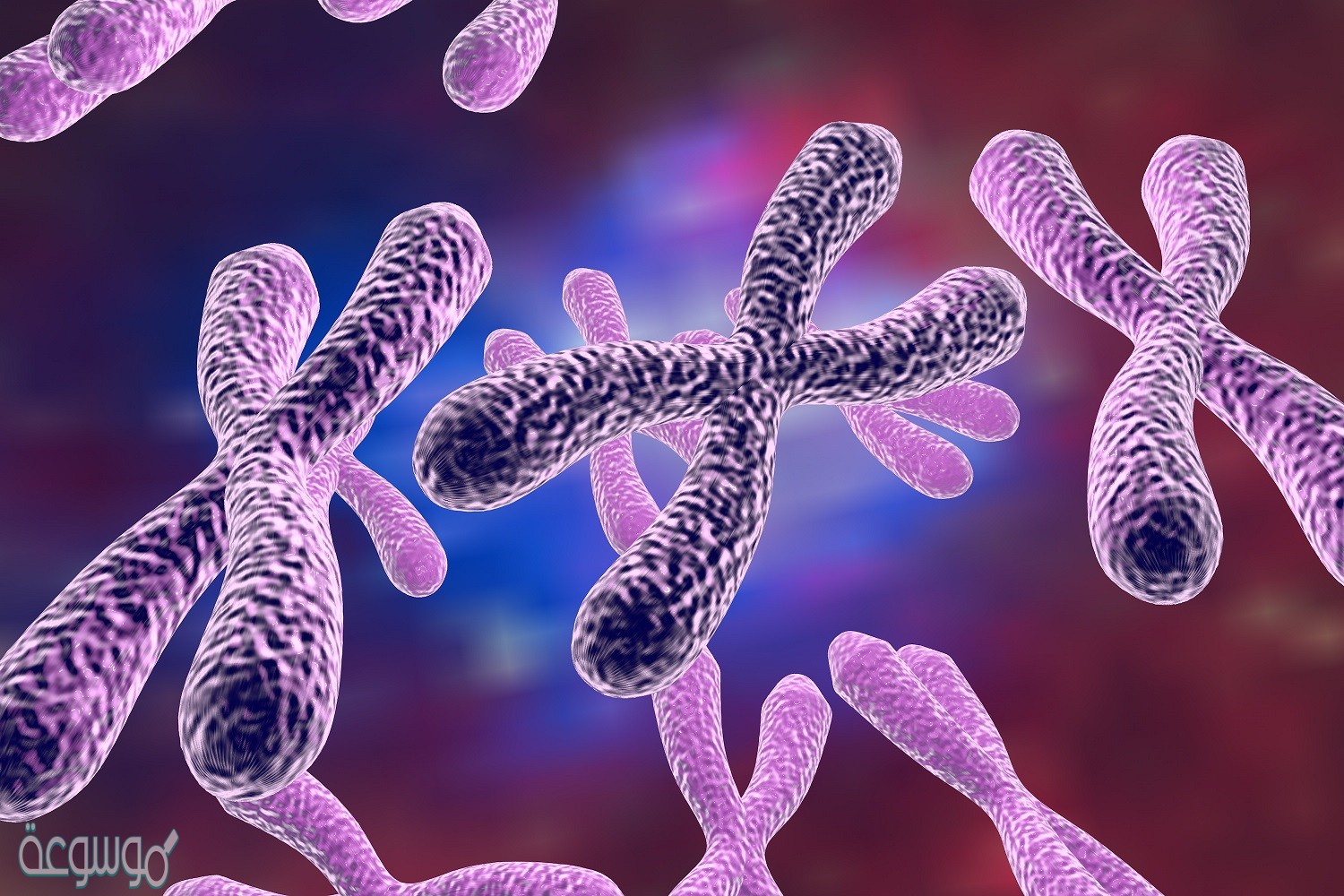 عندما تتضاعف الكروموسومات قبل الانقسام المنصف أو المتساوي تبقى كمية dna داخل النواة كما هي