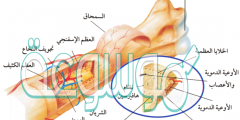 يغلف سطح العظم الحي غشاء صلب يسمى