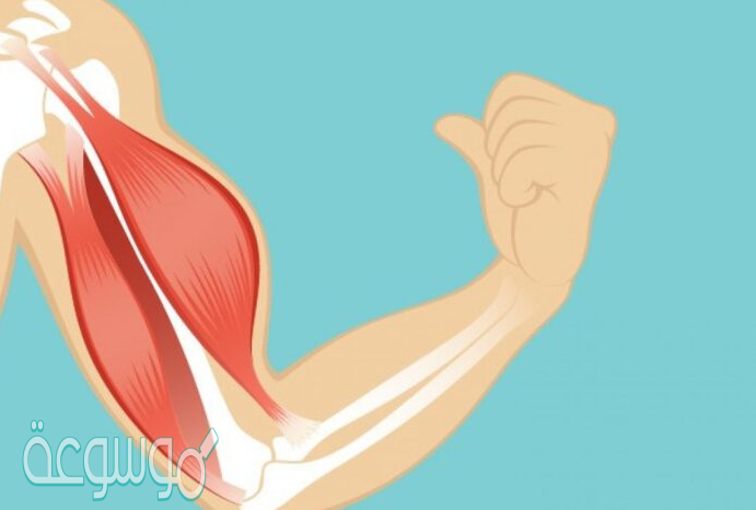 في حال نفاذ الجزيئات الغنية بالطاقة من العضلات فإن العضلة