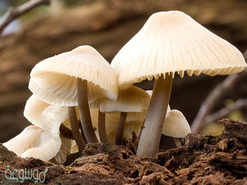 قارن بين الفطريات والفطريات الغروية