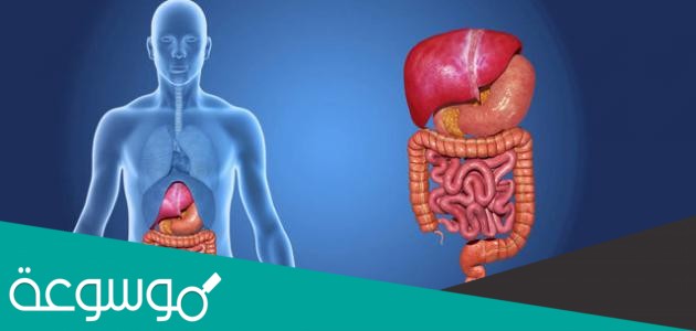 ما المصطلح المناسب الذي يصف المعدة