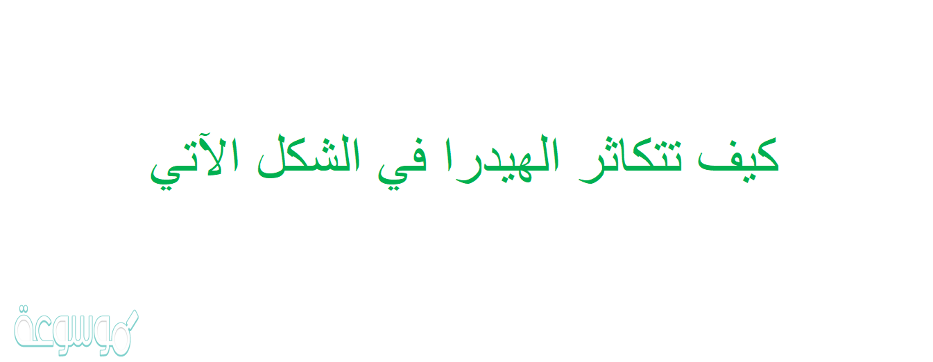 كيف تتكاثر الهيدرا في الشكل الآتي