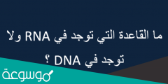 ما القاعدة التي توجد في rna ولاتوجد في dna