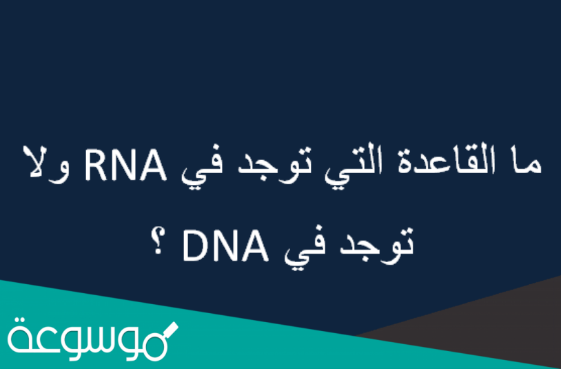 ما القاعدة التي توجد في rna ولاتوجد في dna
