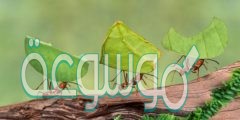 ما المصطلح المناسب لوصف دور النمله في جمع الغذاء