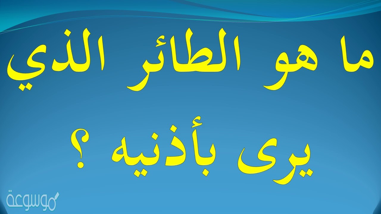 ما هو الطائر الذي يرى بأذنيه من 6 حروف