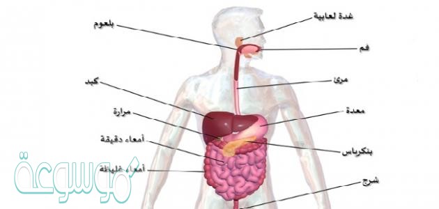 الاتزان الداخلي