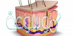 ماذا تسمى الطبقه الخارجيه من الجلد