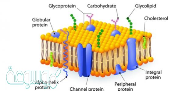 الغشاء البلازمي