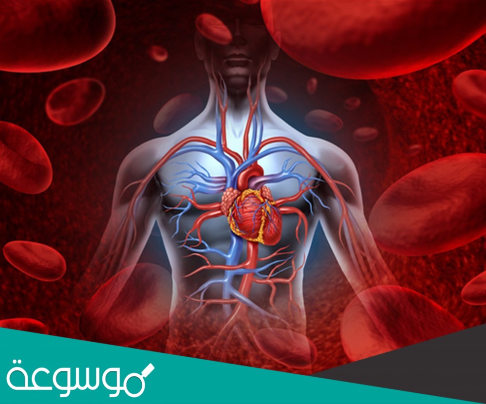 تنتج خلايا الدم الحمراء في