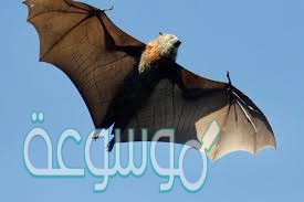 مالدليل من القصه على ان الطيور لاتخاف من الخفافيش