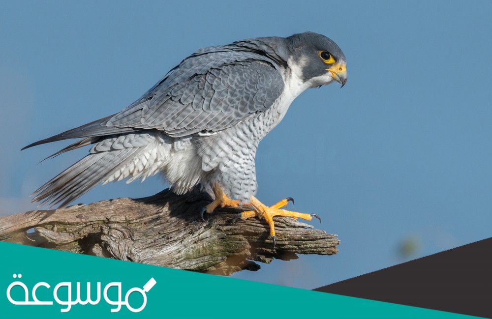 ماهو الشيء الذي يسكن في الجبال