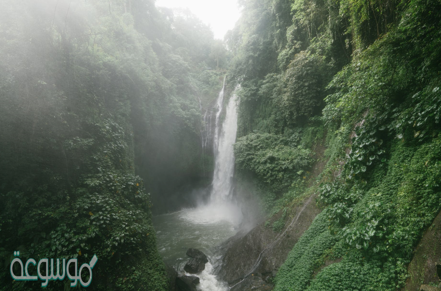 معلومات عن الغابات الاستوائية المطيرة