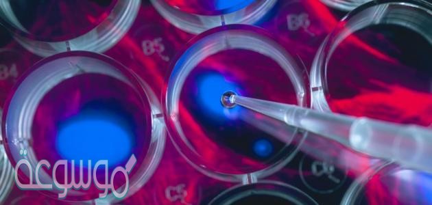 نظريه الخليه