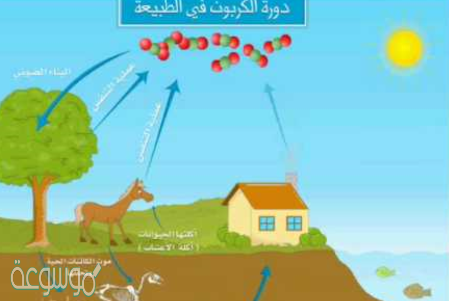 مقارنة بين دورة الماء ودورة الكربون