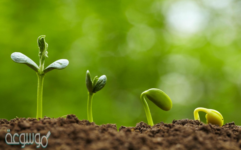 من الأمثلة على النباتات التي تتكاثر لا جنسيا