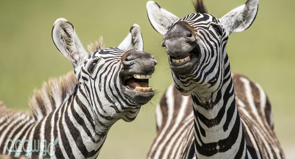 من العوامل اللاحيوية في بيئة حمار