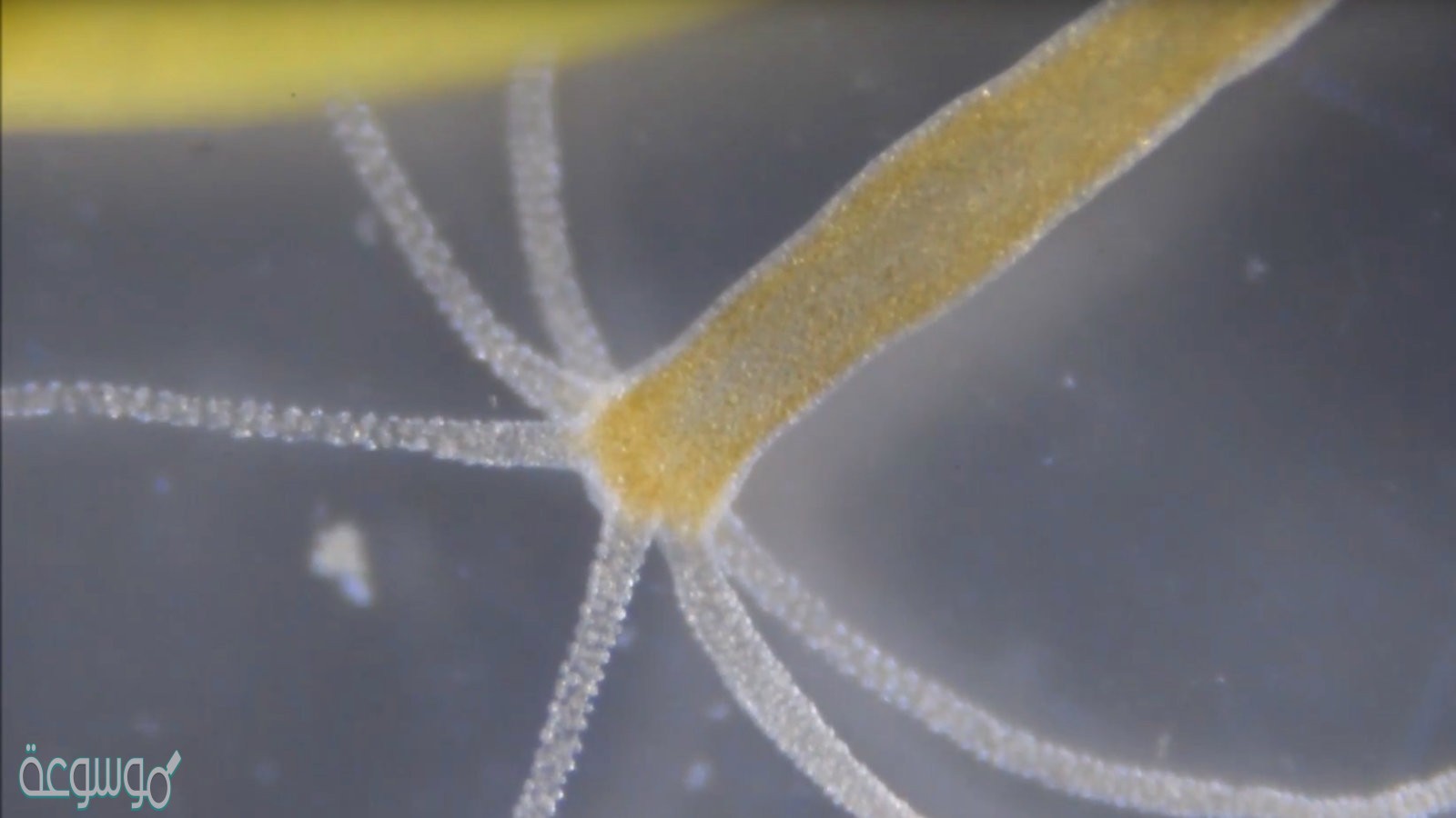 نوع التكاثر في الهيدرا