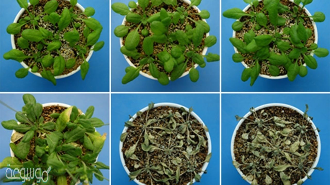 هرمون نباتي يتركز تأثيره على الثمار في مرحلة النضج، هو