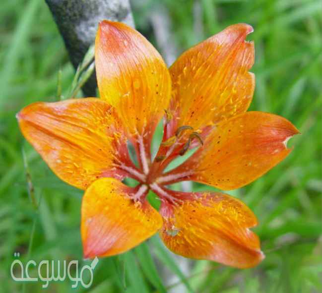 وجدت زهرة وقمت بعد البتلات petals فيها، ووجدت أن عددها أربع بتلات، من خلال دراستك