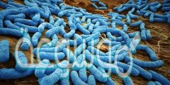 وضح كيف تتكاثر البكتيريا في جسم الإنسان