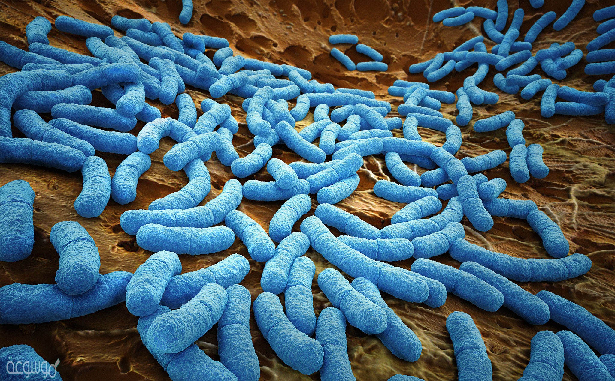 وضح كيف تتكاثر البكتيريا في جسم الإنسان