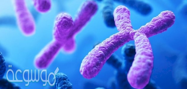 تتضاعف الكروموسومات خلال دورة الخلية