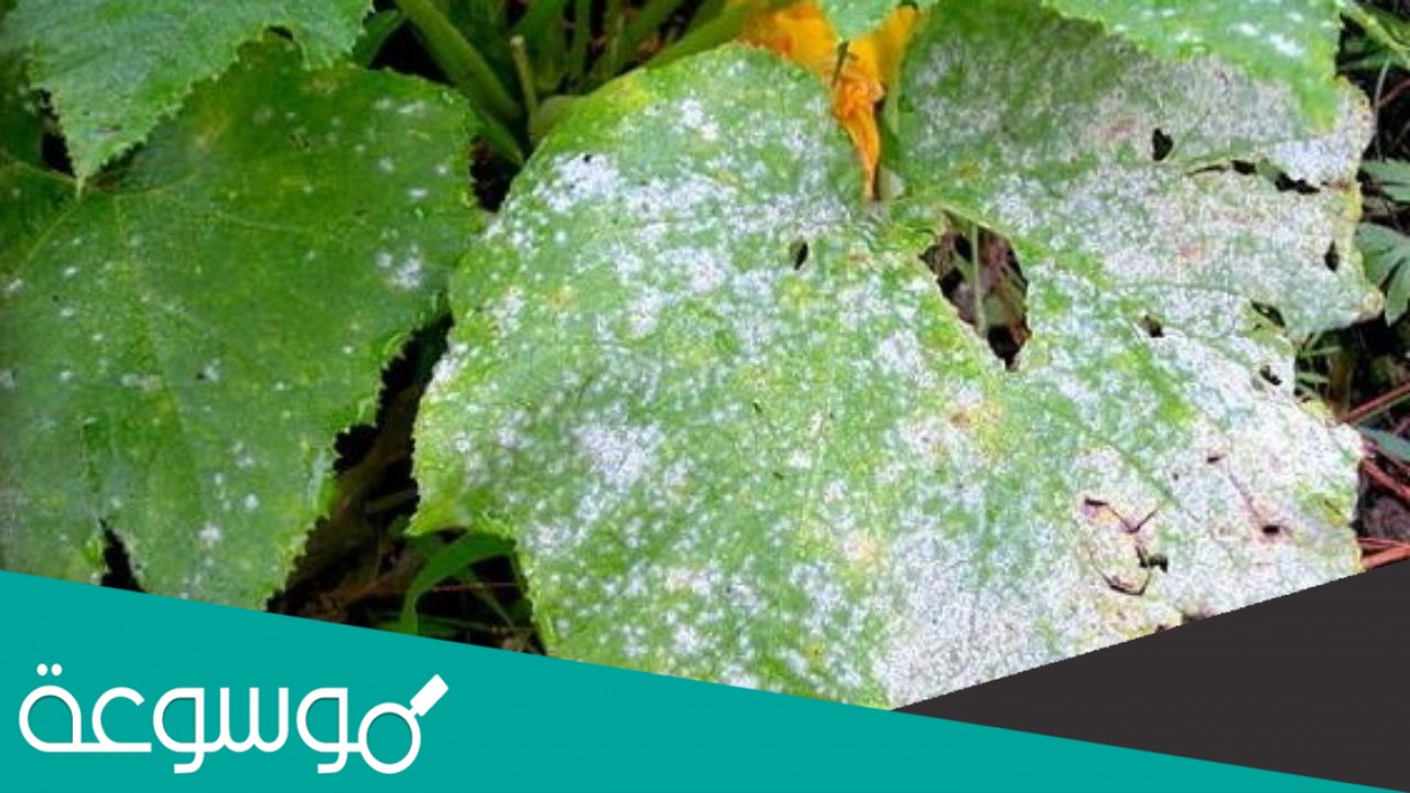 يتغذى فطر البياض الدقيقي