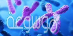 يحتوي الكروموسوم على المئات من الجينات