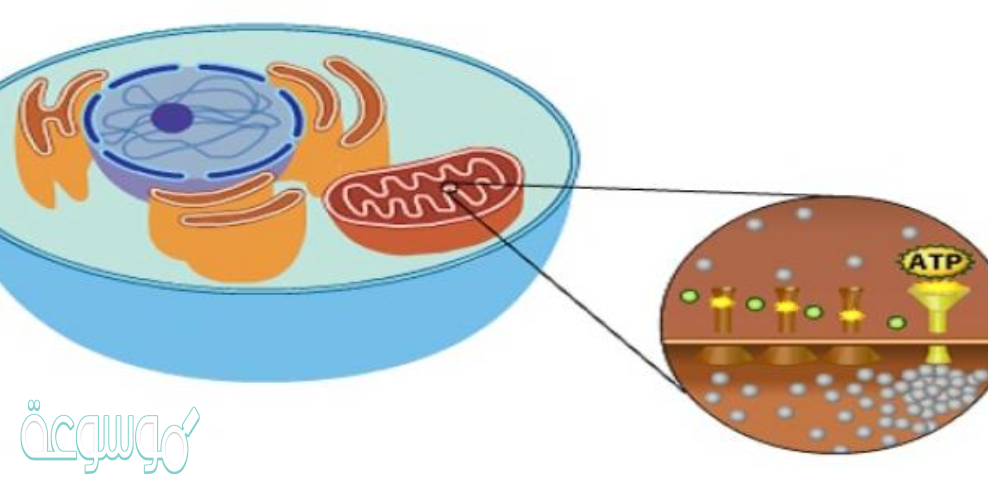 يحدث التنفس الخلوي داخل الفجوات صح أم خطأ