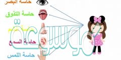 يستخدم البشر الحواس الخمس من خلال اتصاله ب