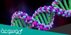 يسمى اي انحراف ينتج خلال عملية تضاعف dna