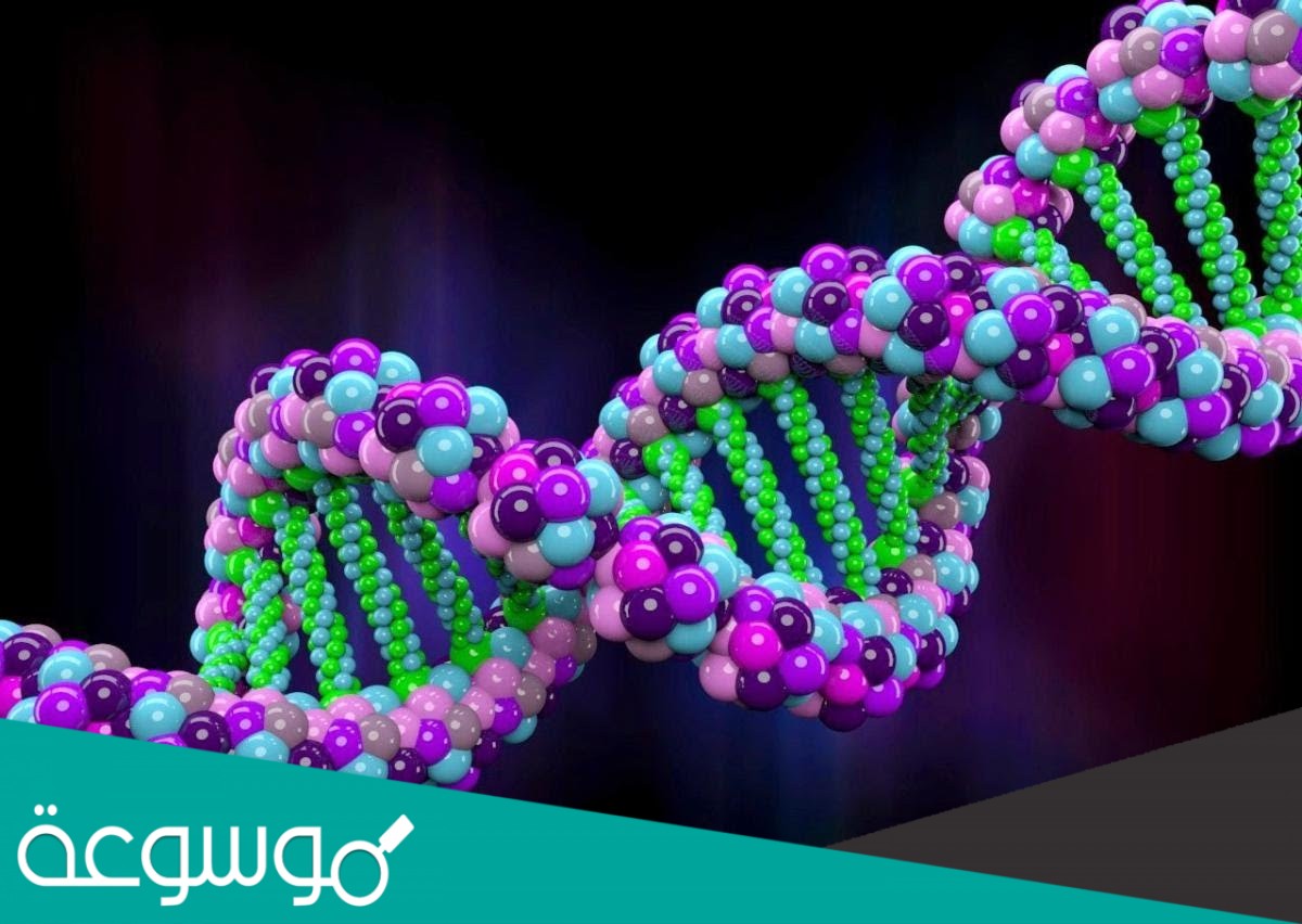 يسمى اي انحراف ينتج خلال عملية تضاعف dna