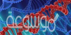 يشبه تركيب dna السلم اللولبي ويتكون جانبا السلم من