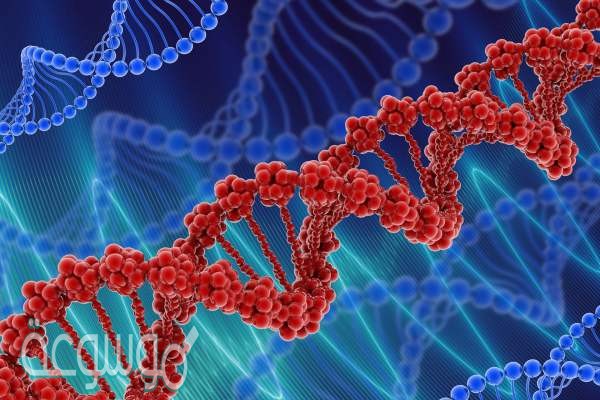 يشبه تركيب dna السلم اللولبي