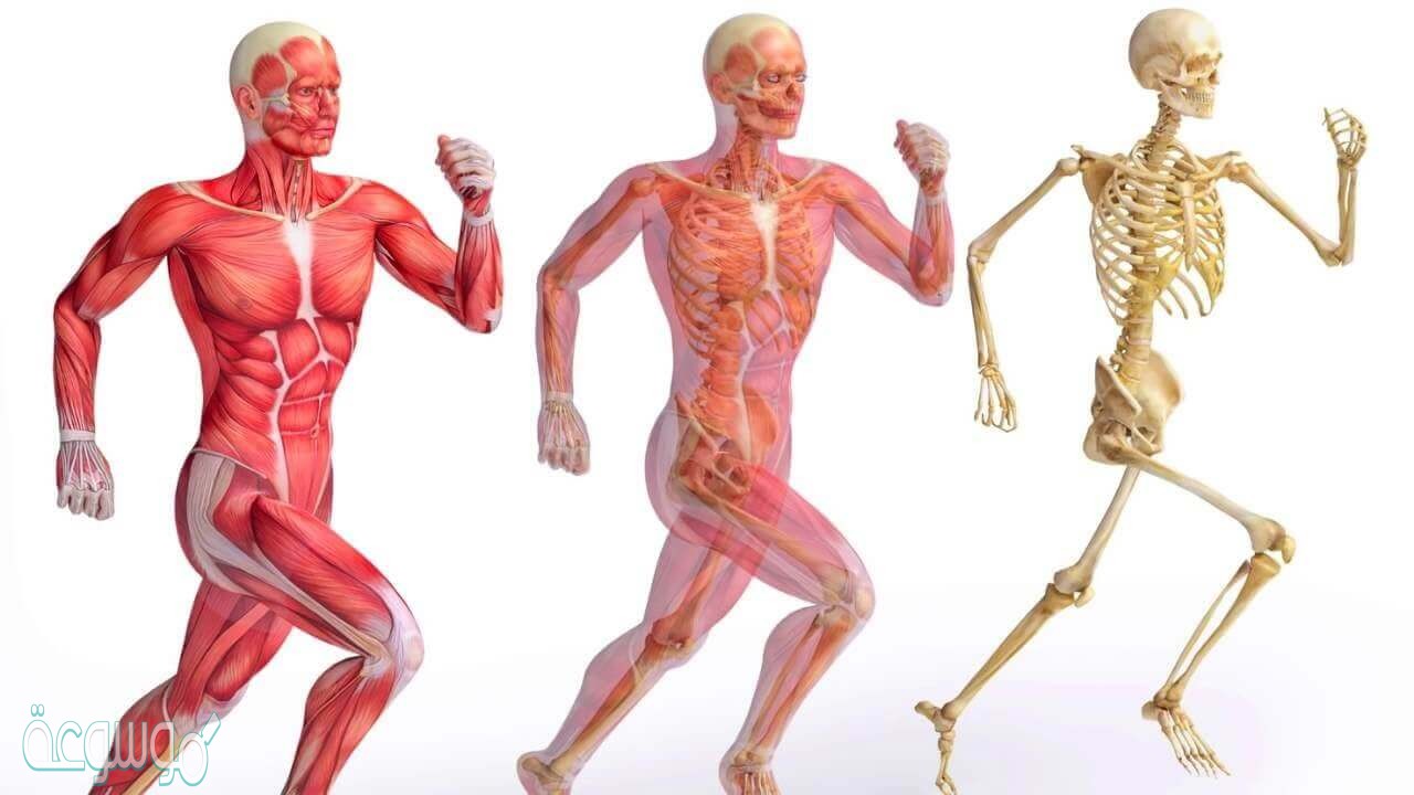 يعطي الهيكل العظمي الجسم