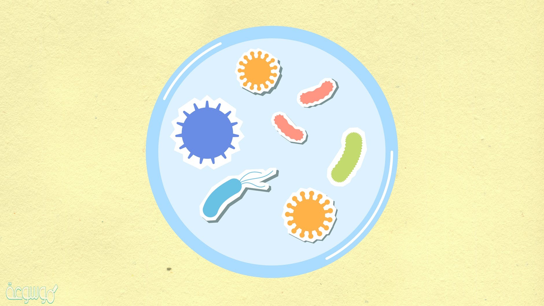 يكون عدد الخلايا الناتجة عن الانقسام المتساوي في الخلية الجسمية هو