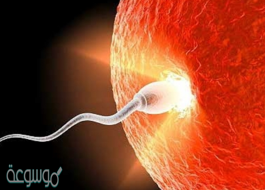 ينتج عن اتحاد البويضه والحيوان المنوى