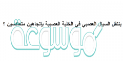 ينتقل السيال العصبي في الخلية العصبية بإتجاهين متعاكسين ؟