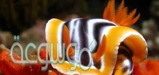 يوجد في العديد من الرخويات