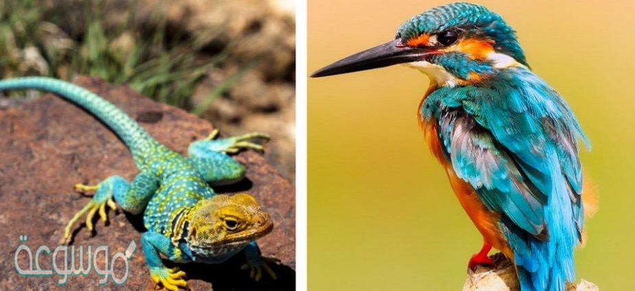 التكاثر في الطيور والزواحف